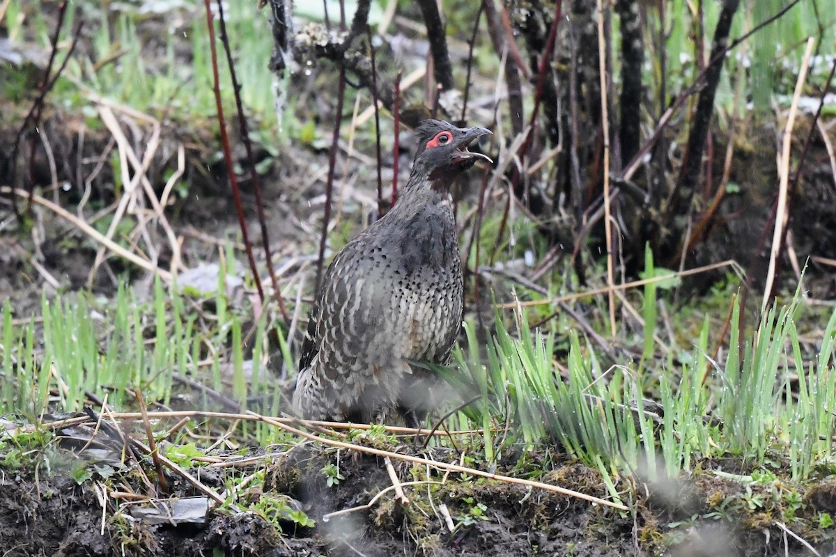 Chestnut-throated Monal-Partridge - ML620229422