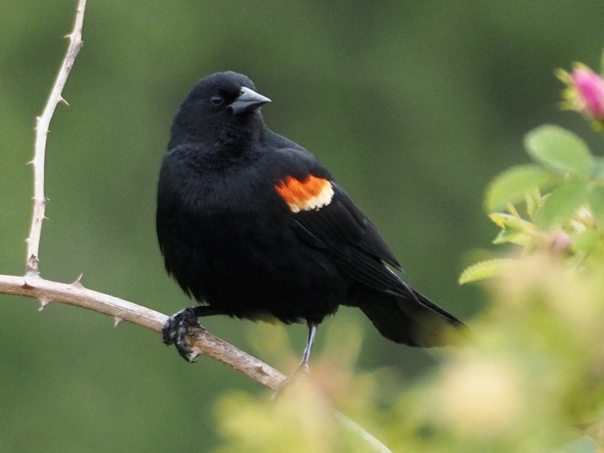 Red-winged Blackbird - ML620229423