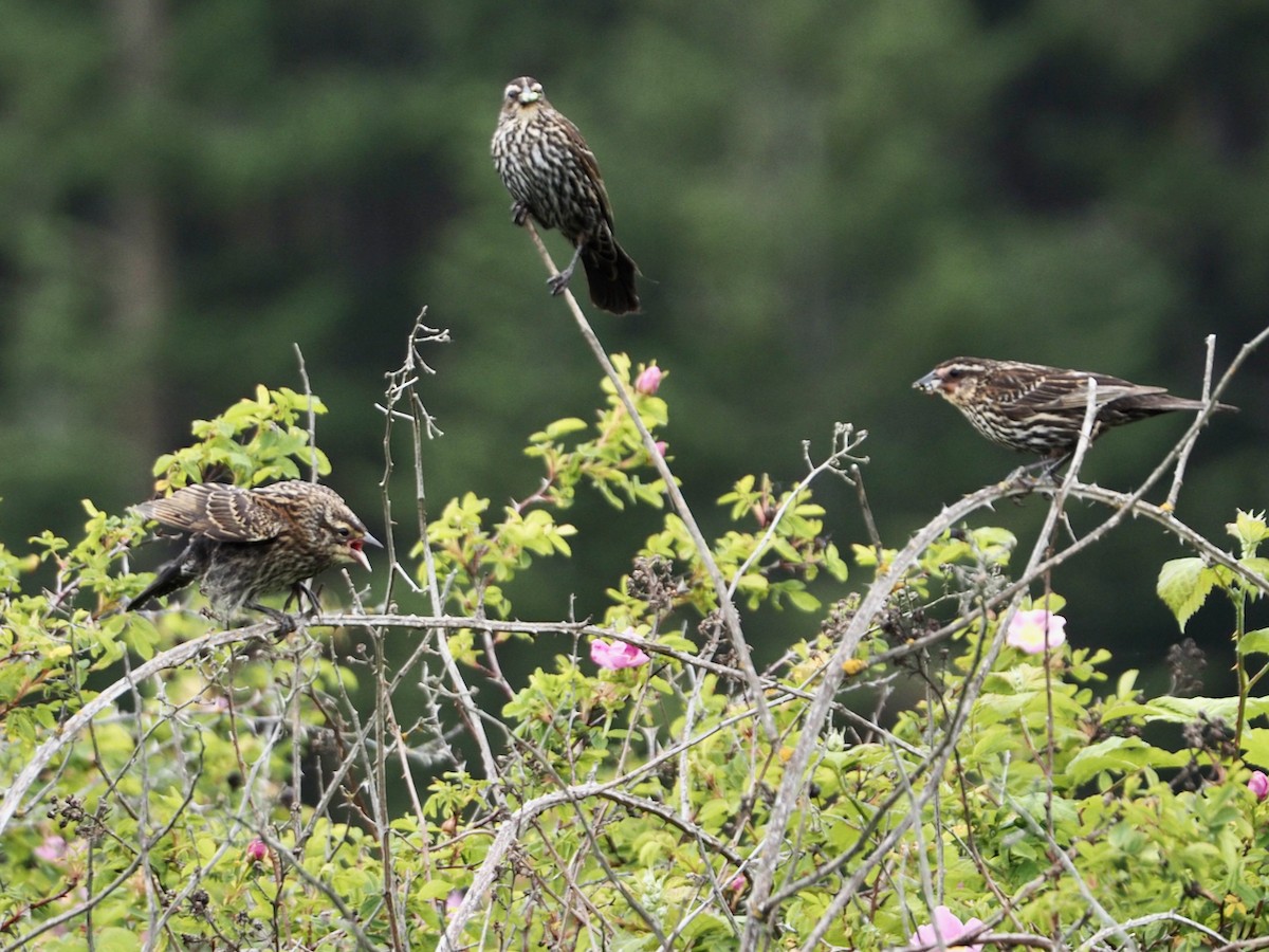 Red-winged Blackbird - ML620229424