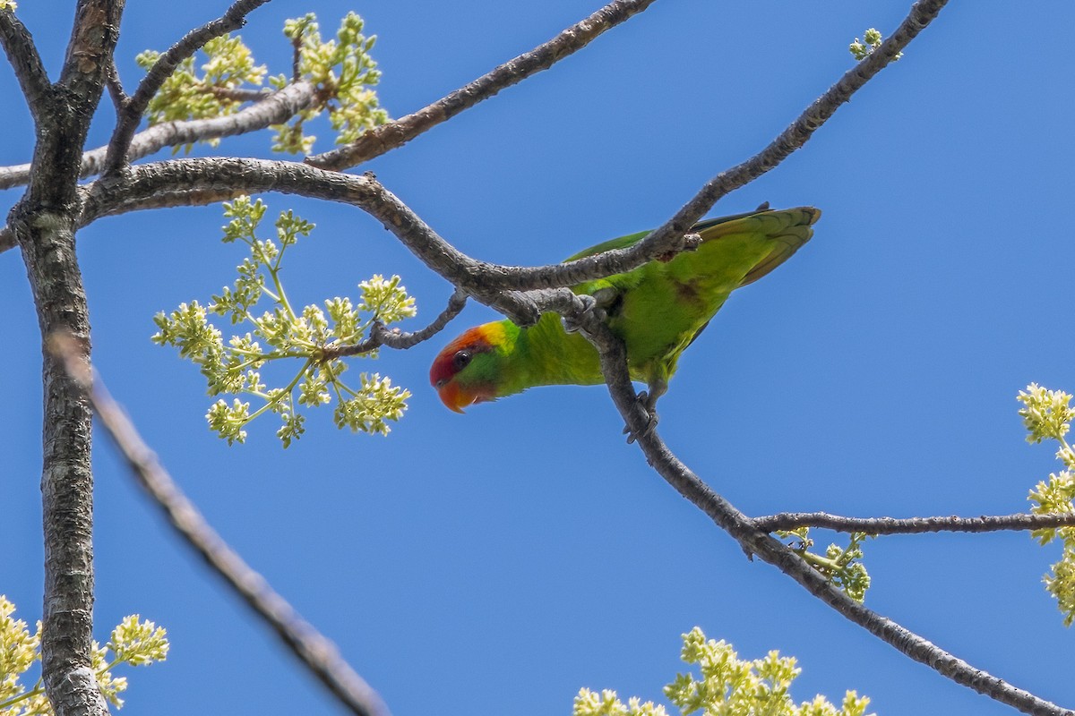 アカマユインコ - ML620229428