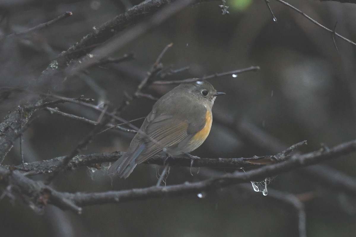 Blue-fronted Redstart - ML620229445