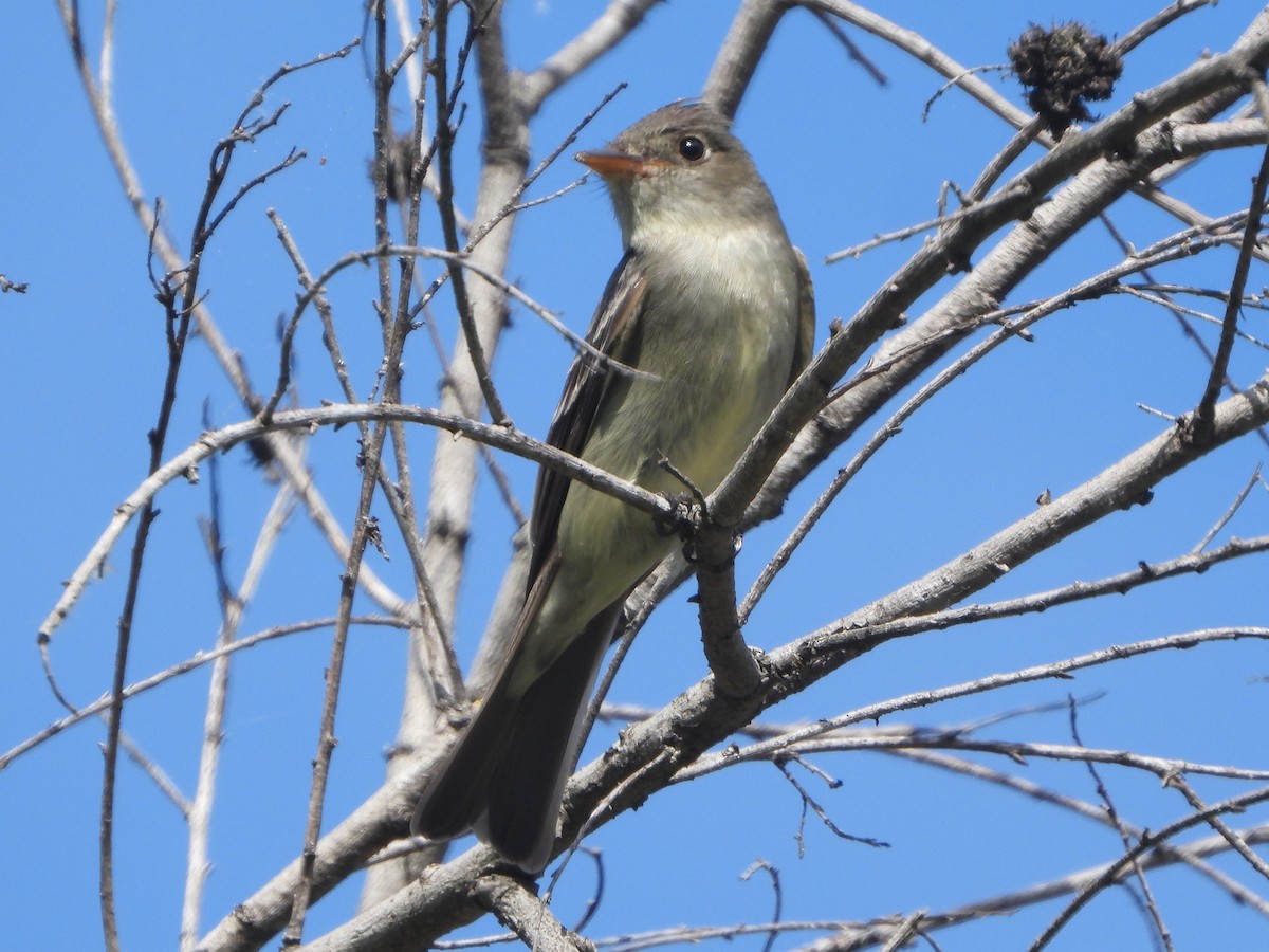 Eastern Wood-Pewee - ML620229457