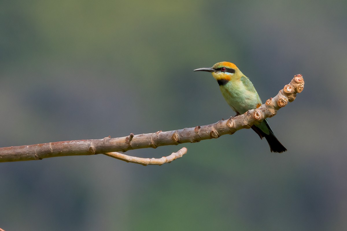 Rainbow Bee-eater - ML620229461