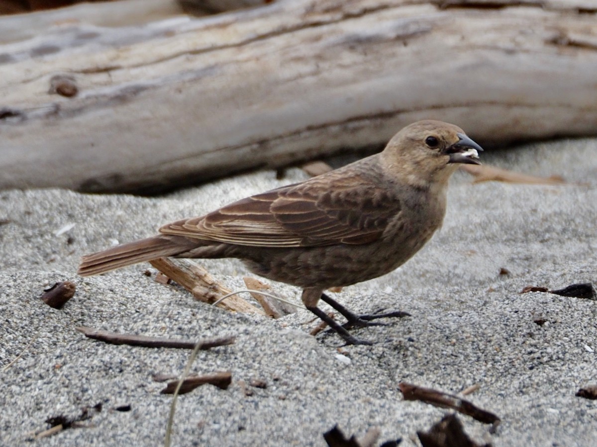 Brown-headed Cowbird - ML620229462