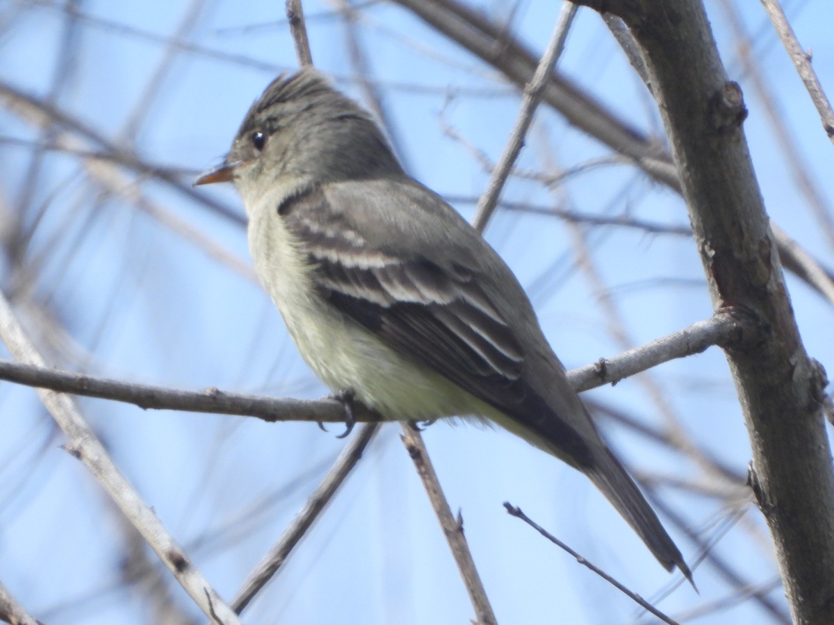 Eastern Wood-Pewee - ML620229463