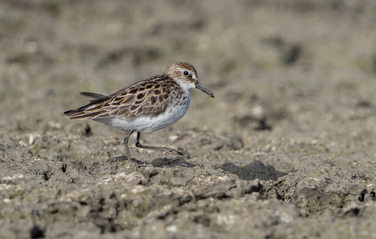 Semipalmated Sandpiper - ML620229467