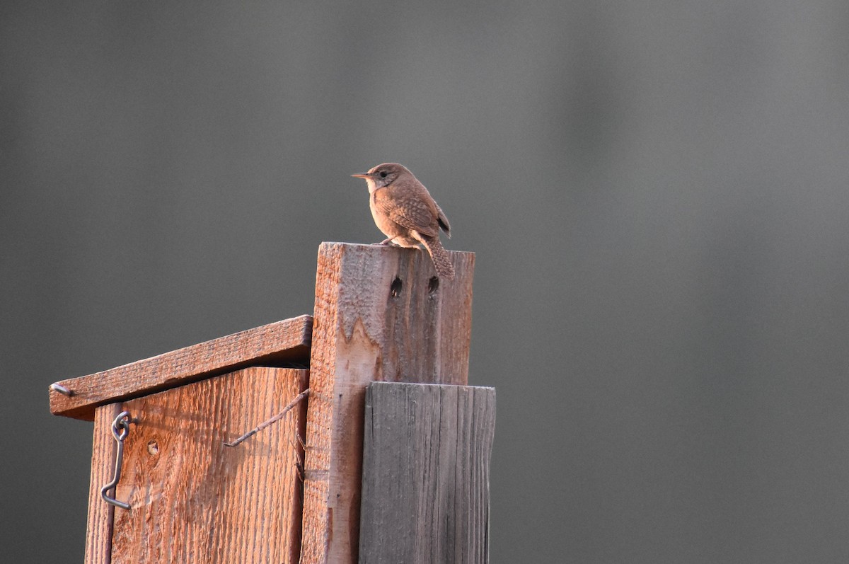 House Wren - ML620229468