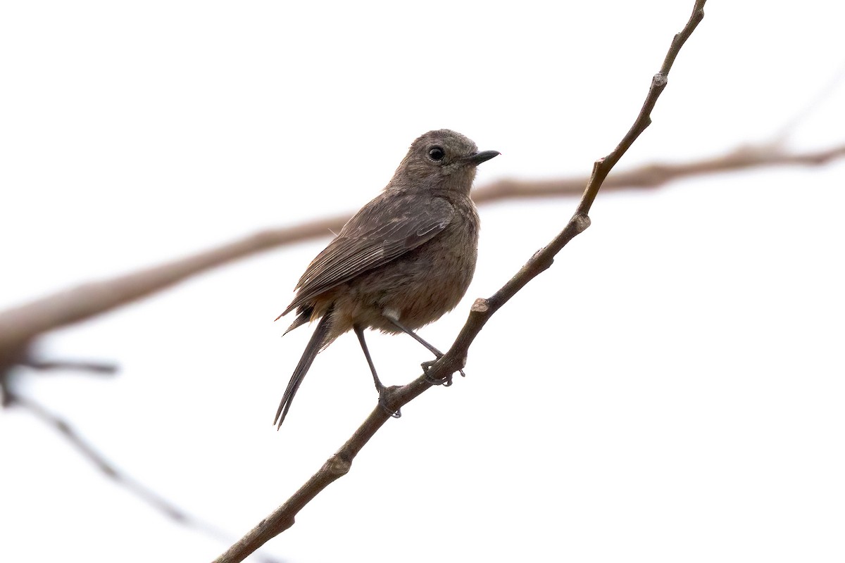 Pied Bushchat - ML620229477