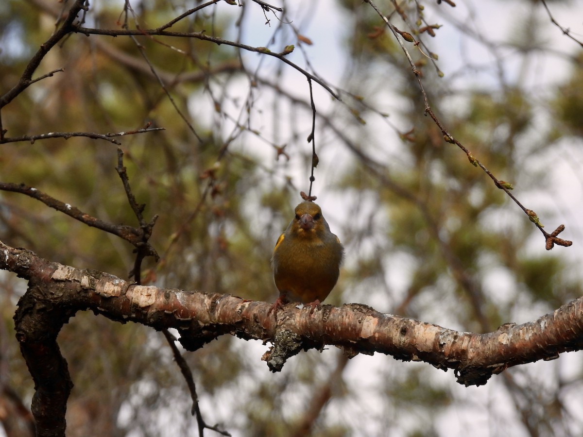 European Greenfinch - ML620229479