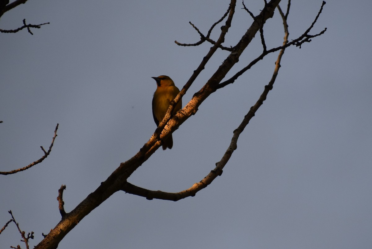 Bullock's Oriole - ML620229482