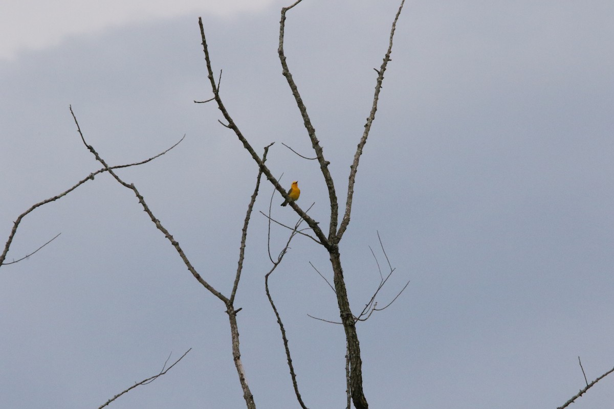 Prothonotary Warbler - ML620229484