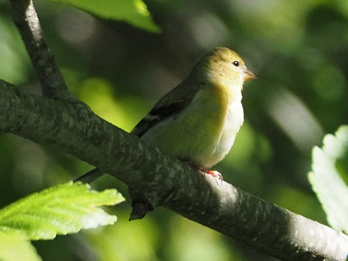 Western Tanager - ML620229485