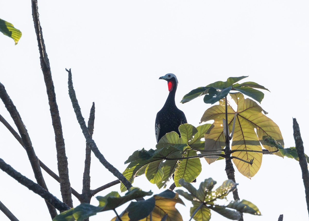 Red-throated Piping-Guan - ML620229487