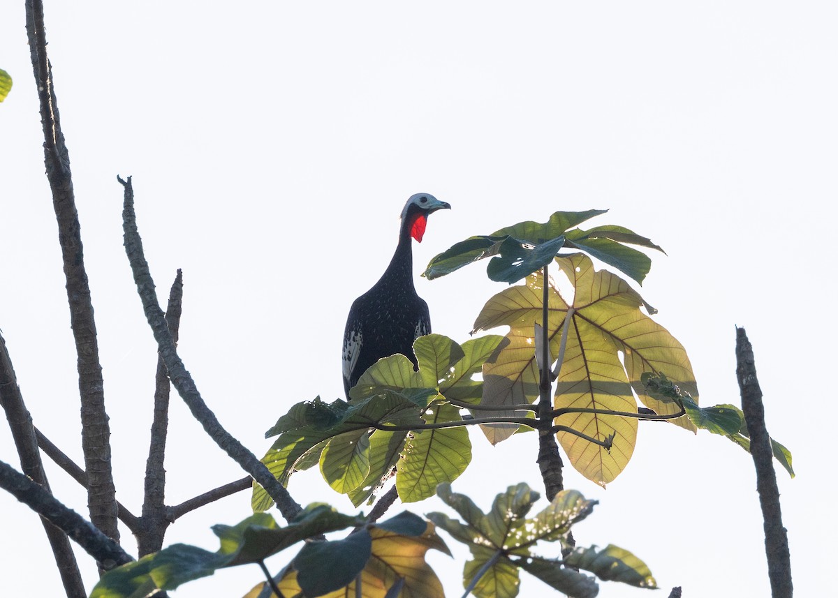 Red-throated Piping-Guan - ML620229488