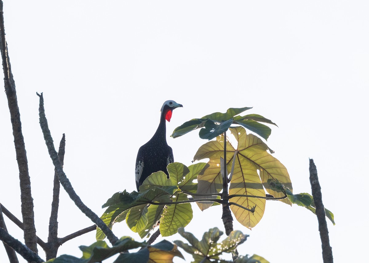 Red-throated Piping-Guan - ML620229489