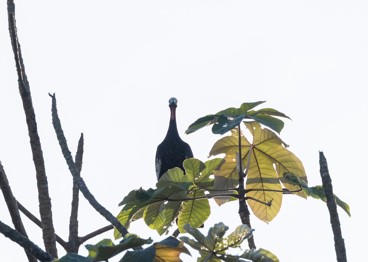 Red-throated Piping-Guan - ML620229490