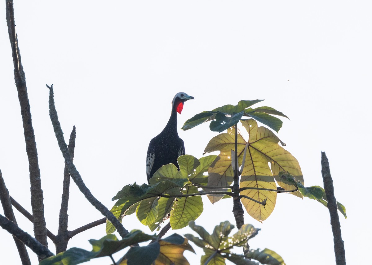 Red-throated Piping-Guan - ML620229491