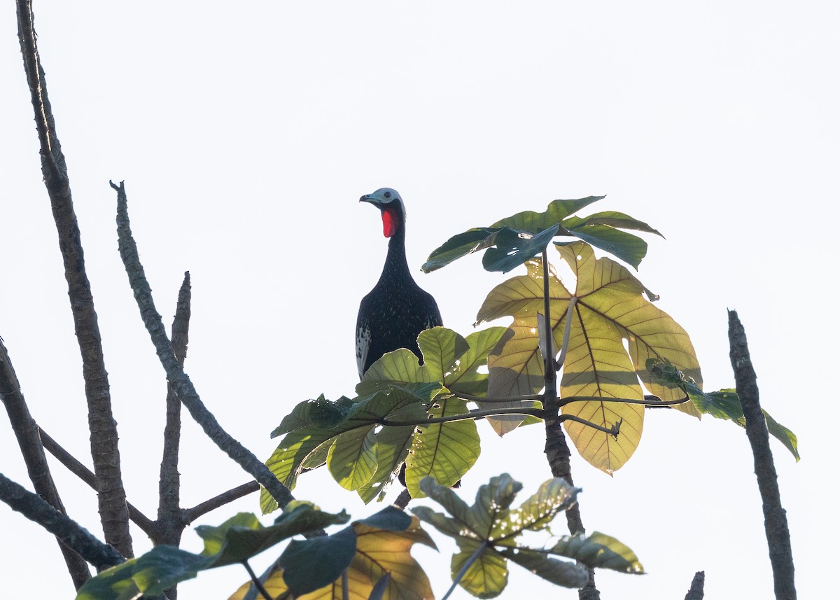 Red-throated Piping-Guan - ML620229492