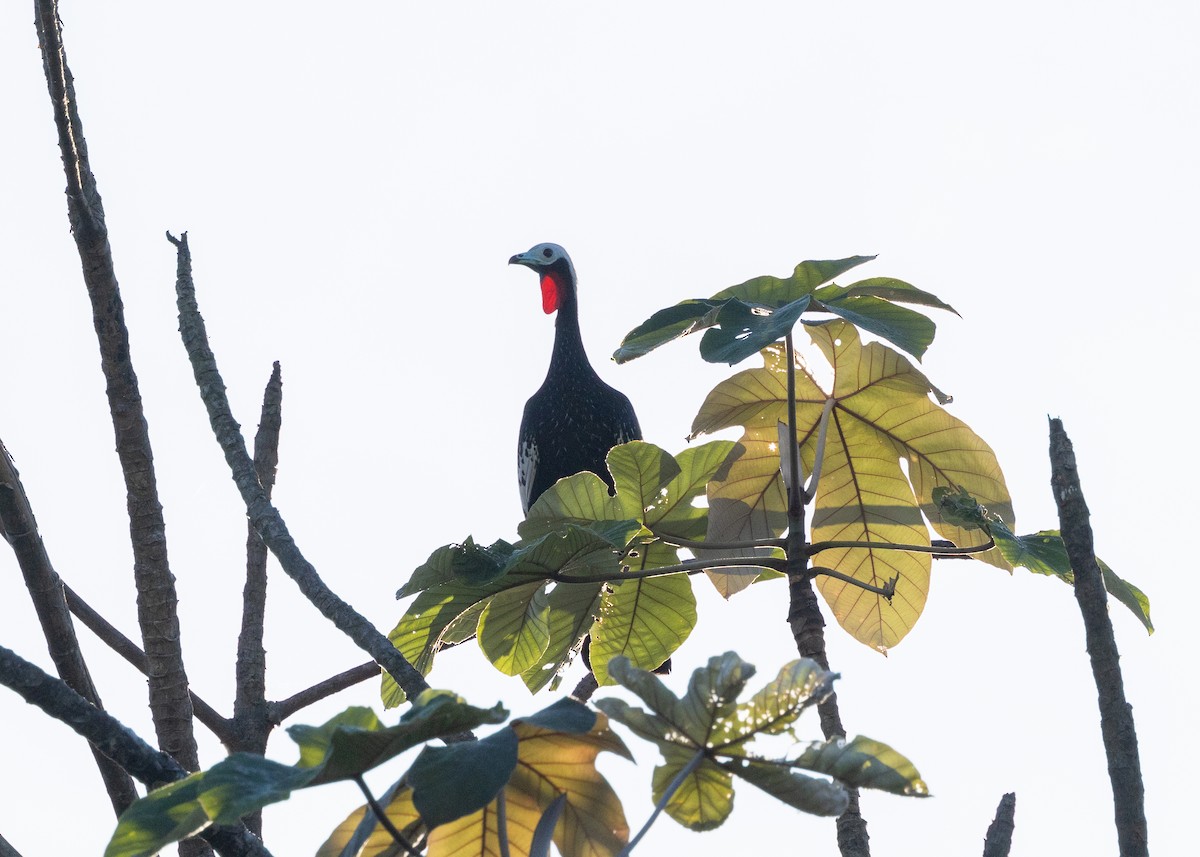 Red-throated Piping-Guan - ML620229493