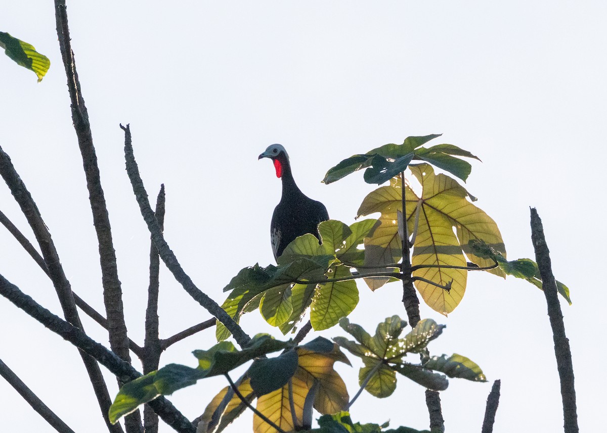 Red-throated Piping-Guan - ML620229494