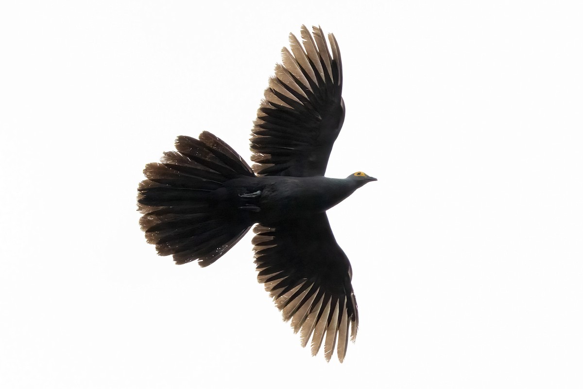 holub timorský - ML620229495
