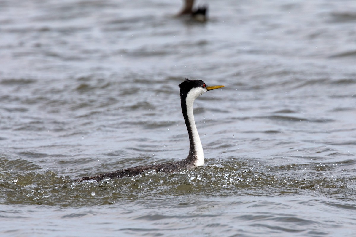 Western Grebe - William Clark