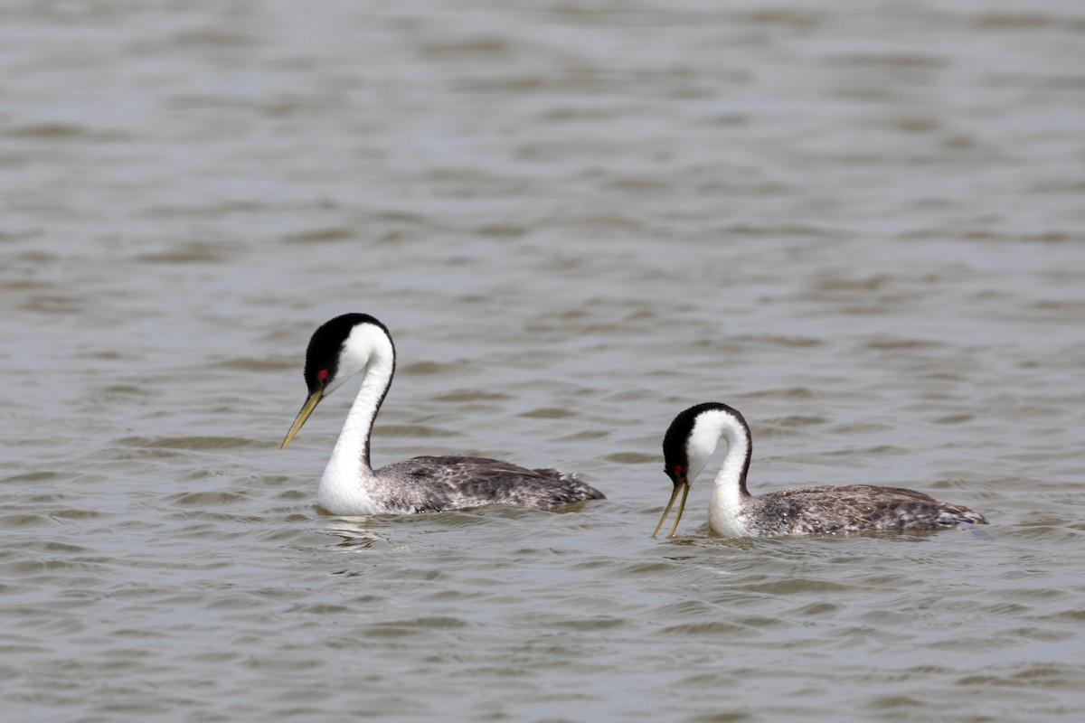 Western Grebe - ML620229499