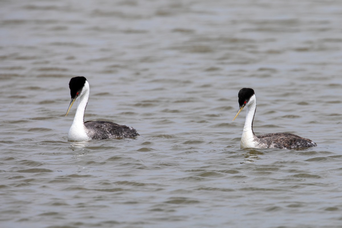 Western Grebe - William Clark