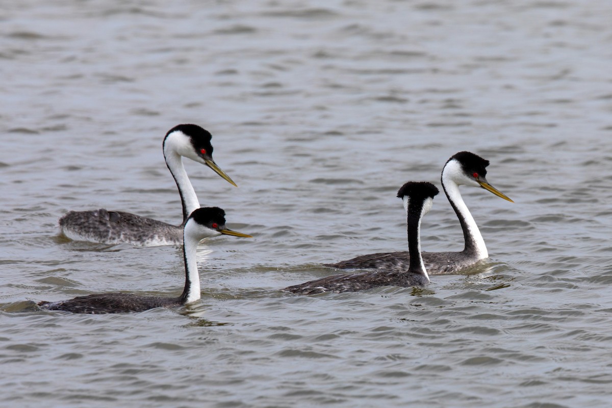 Western Grebe - ML620229501