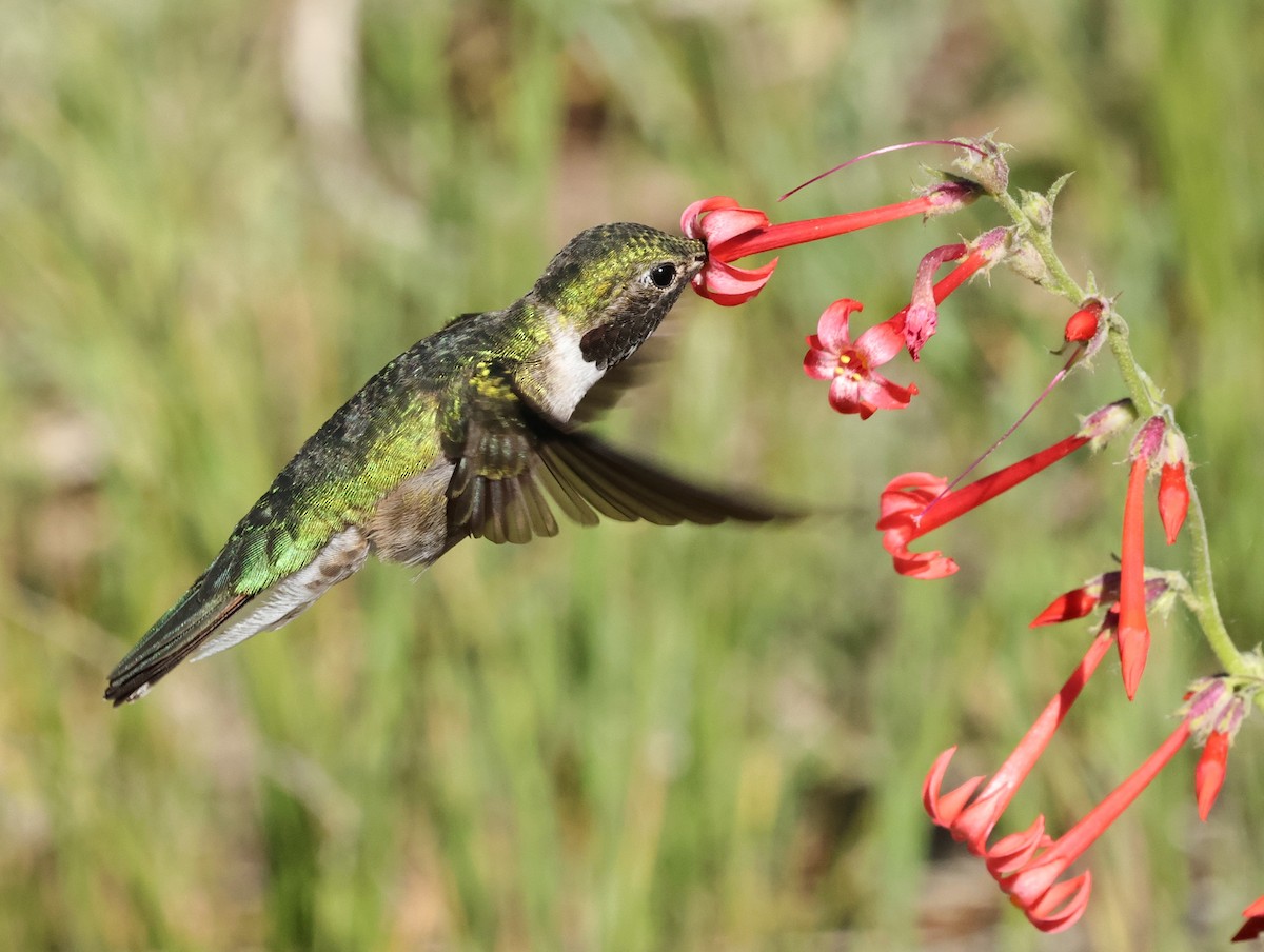Broad-tailed Hummingbird - Chris Gilbert