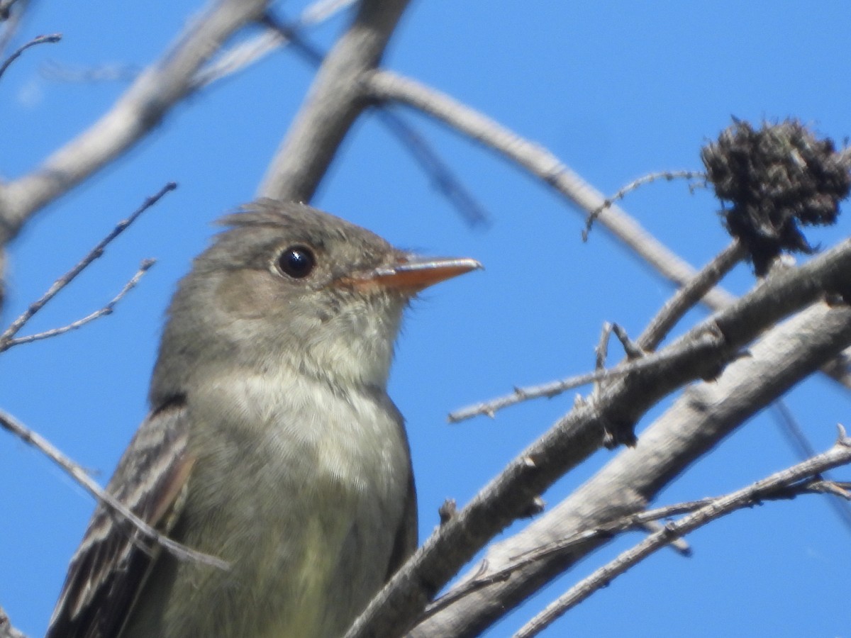 Eastern Wood-Pewee - ML620229505