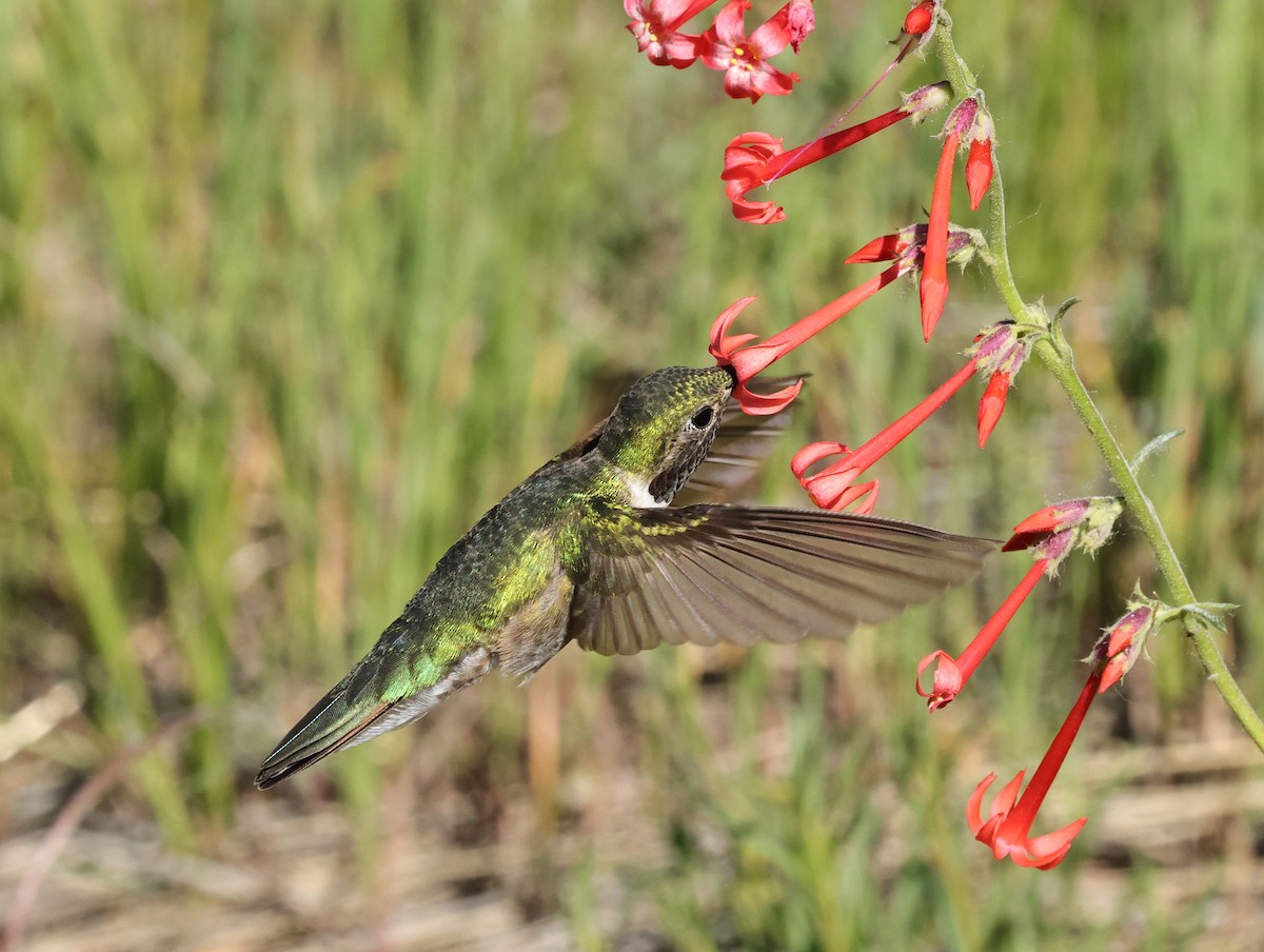 bredhalekolibri - ML620229506