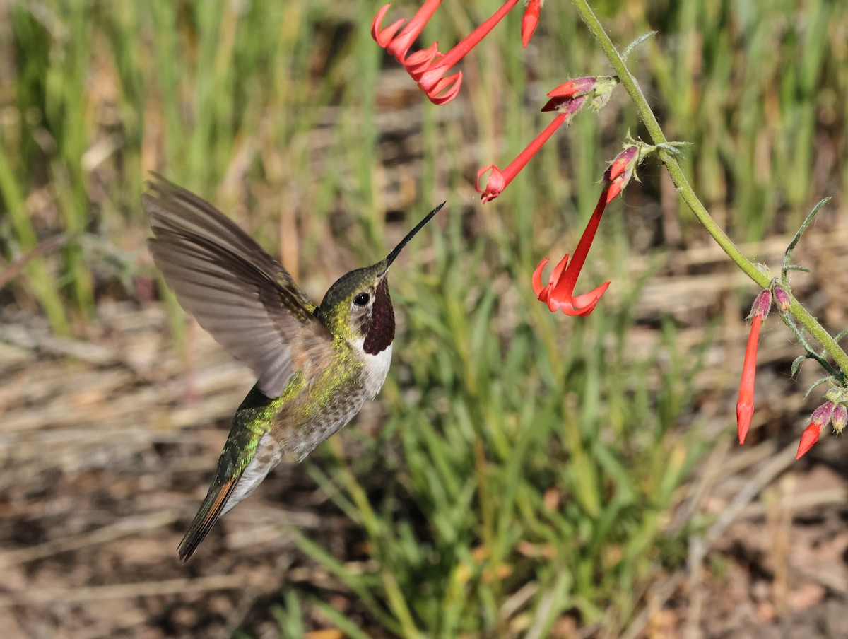 bredhalekolibri - ML620229509