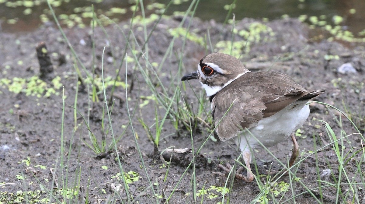 Killdeer - ML620229511