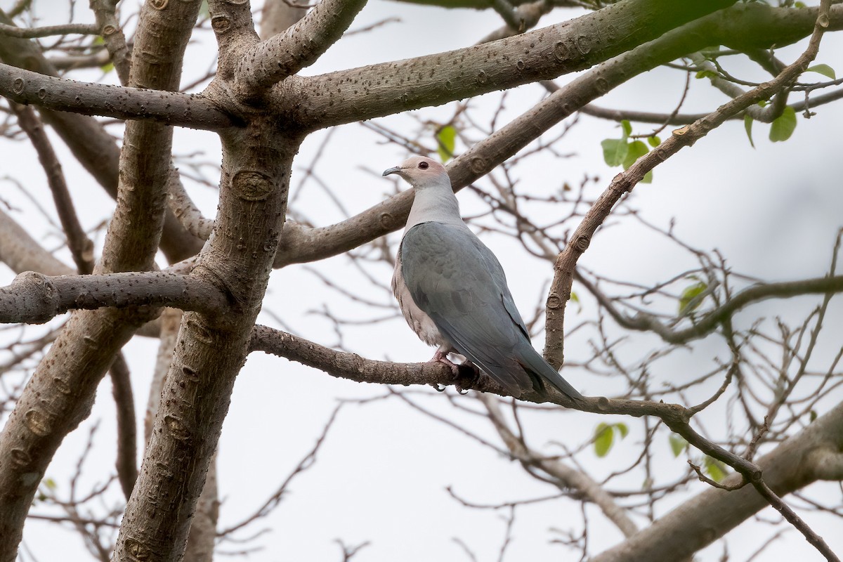 Pink-headed Imperial-Pigeon - ML620229512