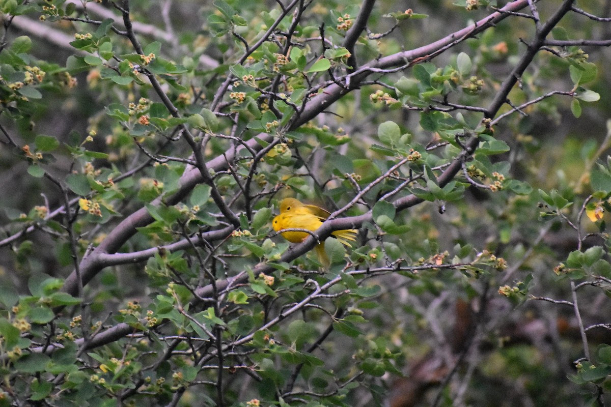 Yellow Warbler - ML620229513