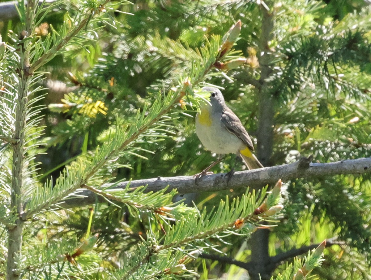 Gelbsteiß-Waldsänger - ML620229517