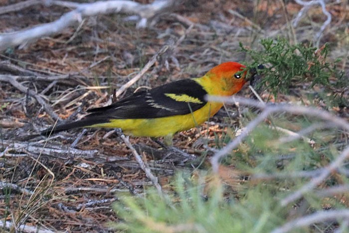 Western Tanager - ML620229519