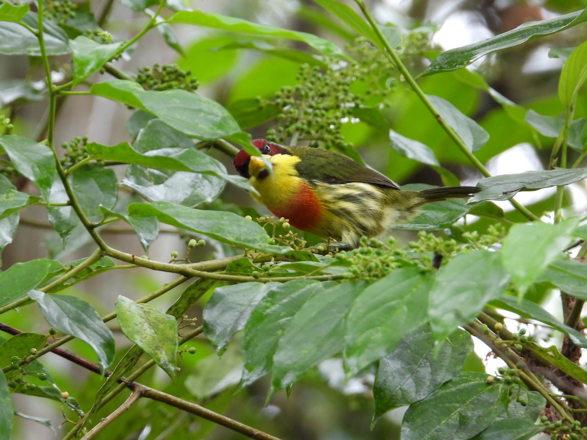 Lemon-throated Barbet - ML620229522