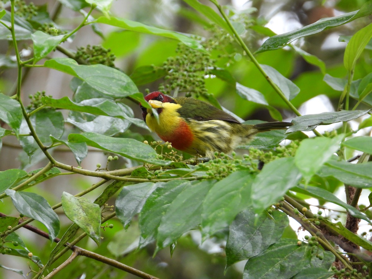 Lemon-throated Barbet - ML620229525