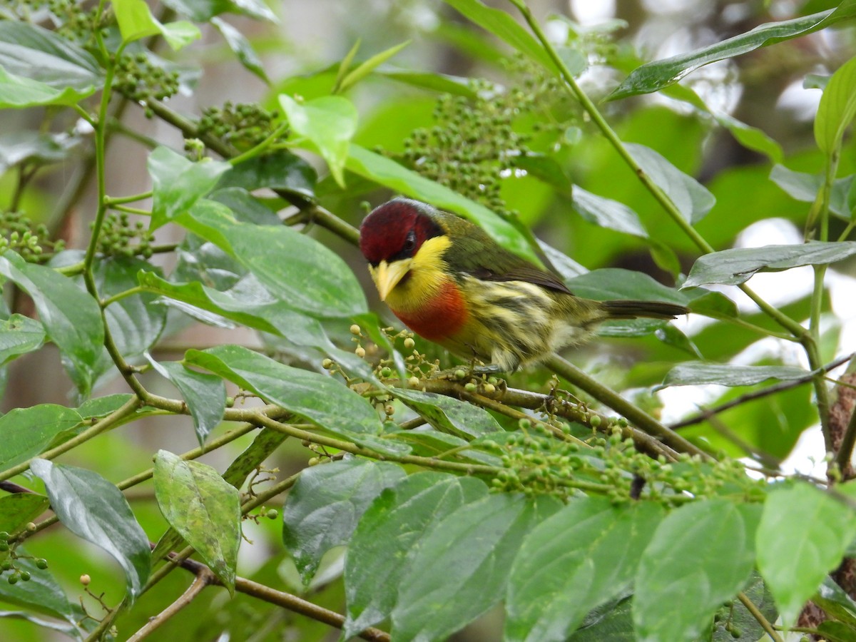 Lemon-throated Barbet - ML620229528