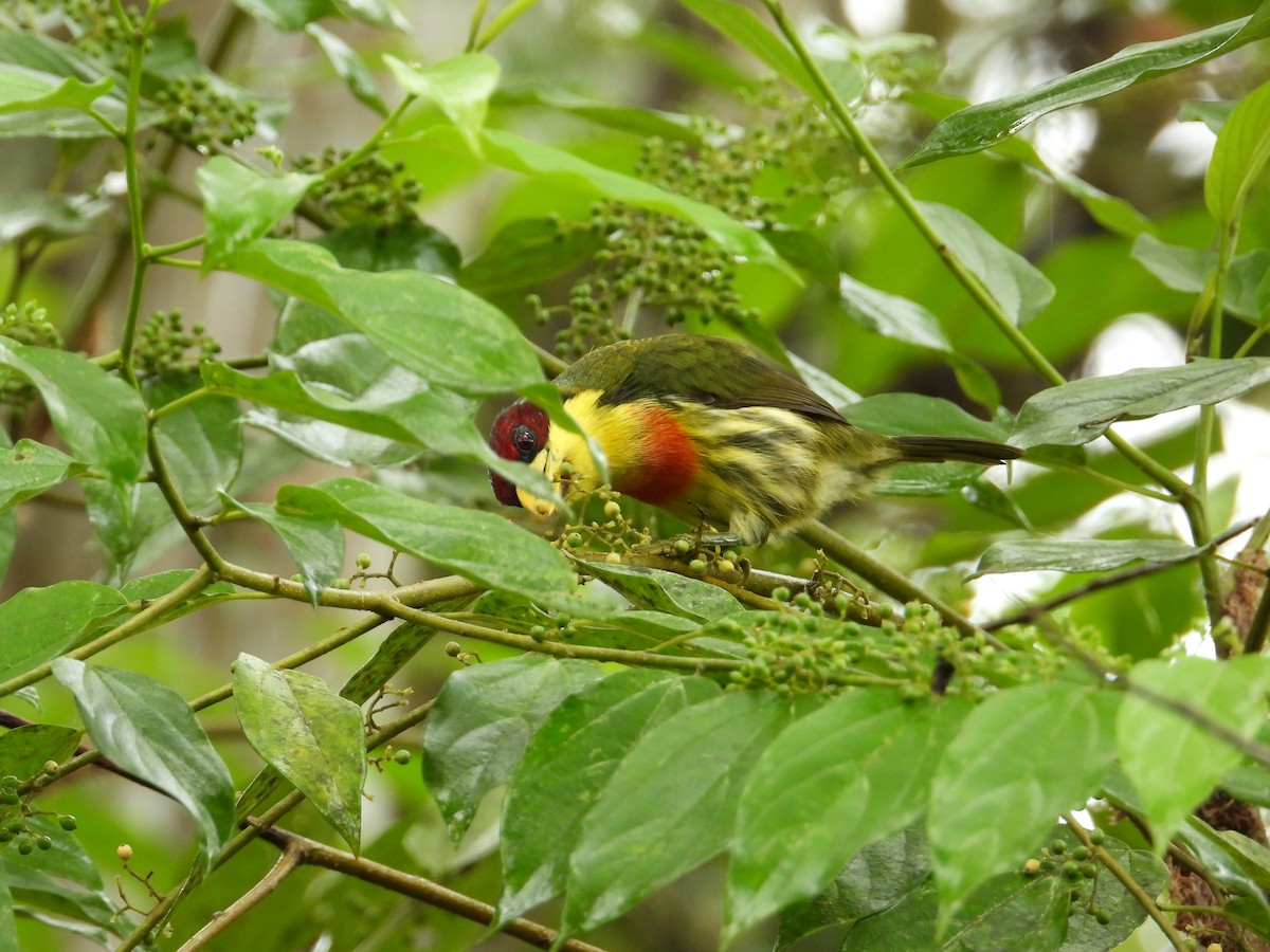 Goldbrust-Bartvogel - ML620229529