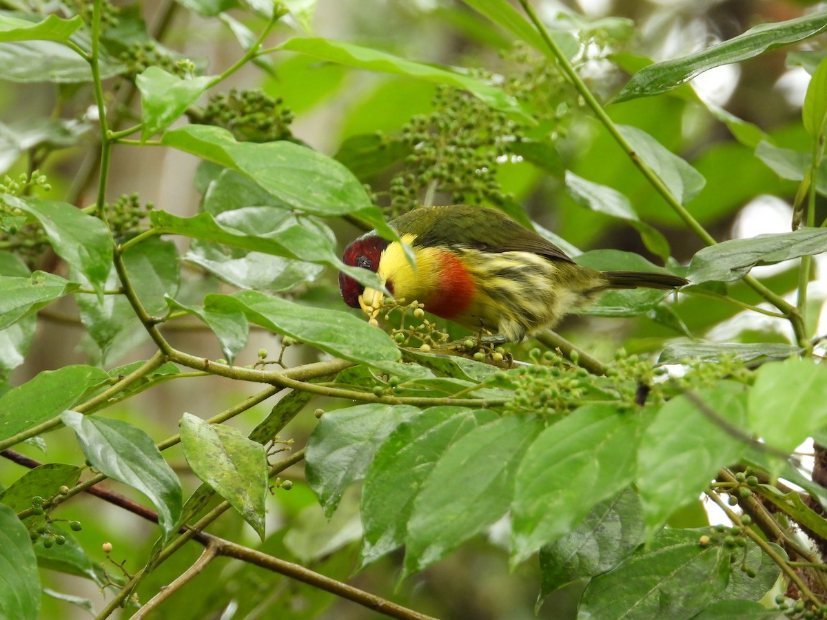 Lemon-throated Barbet - ML620229530