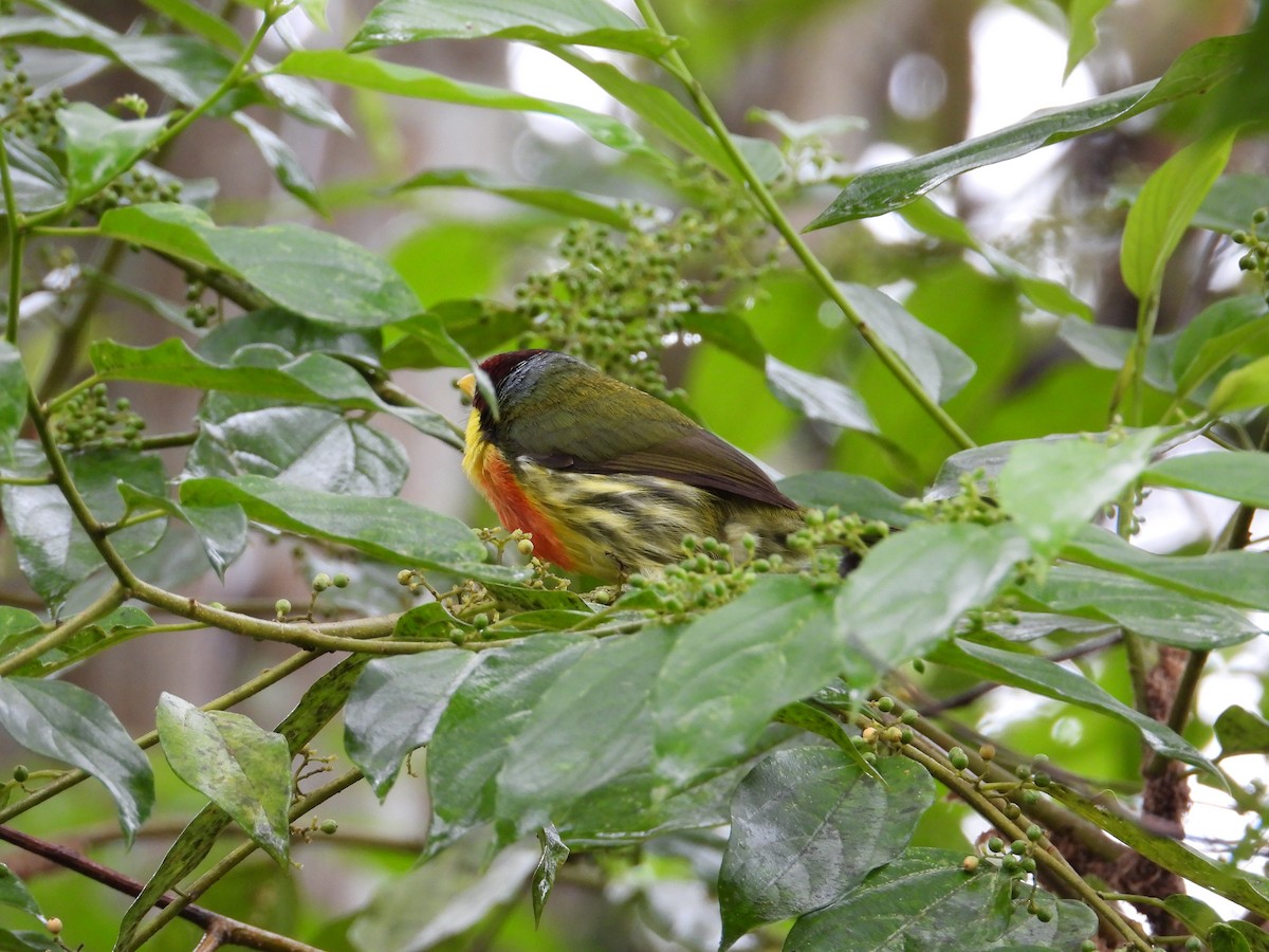 Lemon-throated Barbet - ML620229539