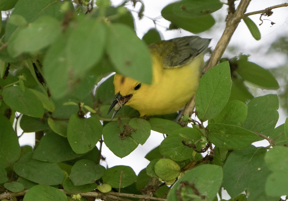 Prothonotary Warbler - ML620229542