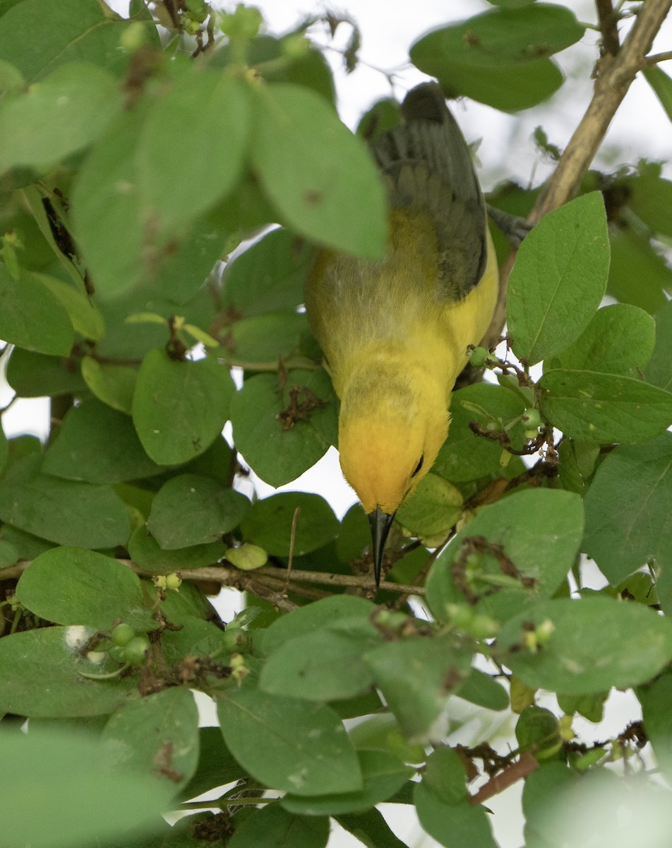 Prothonotary Warbler - Justin Labadie