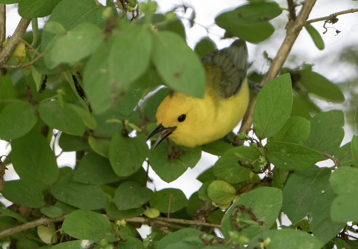Prothonotary Warbler - ML620229544
