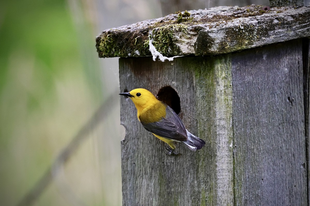 Prothonotary Warbler - ML620229547