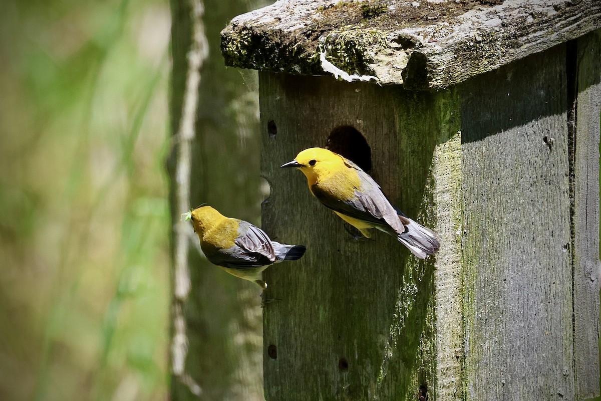Prothonotary Warbler - ML620229548