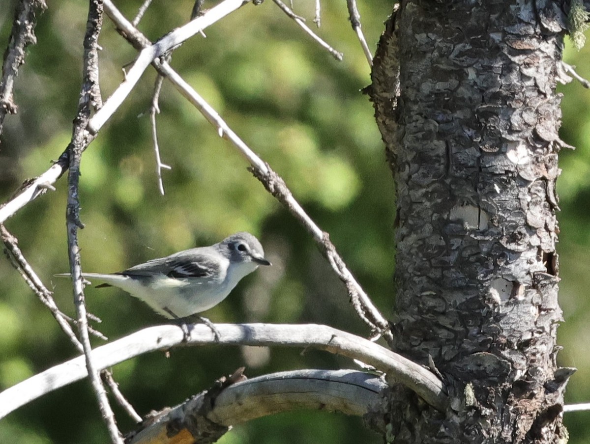 Plumbeous Vireo - ML620229549